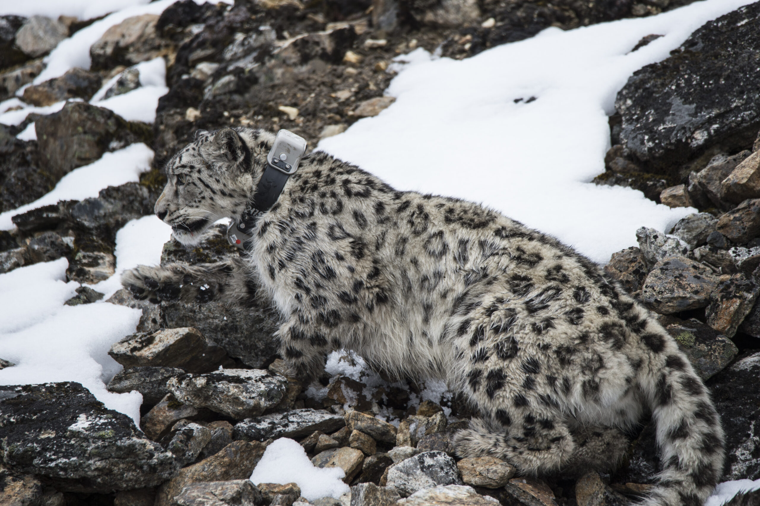 Барс нижний новгород. North Edge Snow Leopard. Ямал Ирбис. Непальский Ирбис фото.